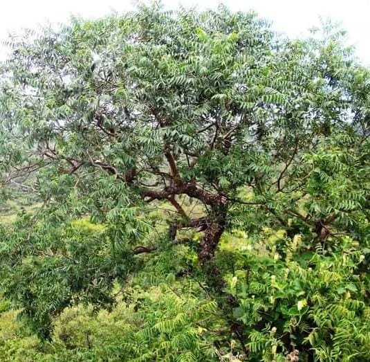 Naturaleza de Valle de Anisacate